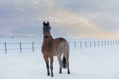 Horse standing on snow covered field