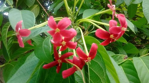 Close-up of pink flowers