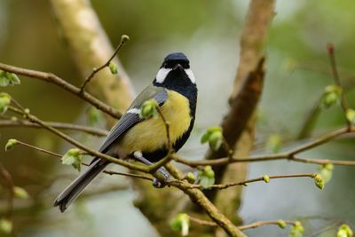 Close-up of bird perching on branch