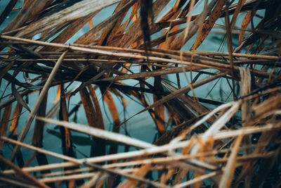 Close-up of dry plants