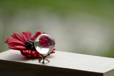 Close-up of red rose on table