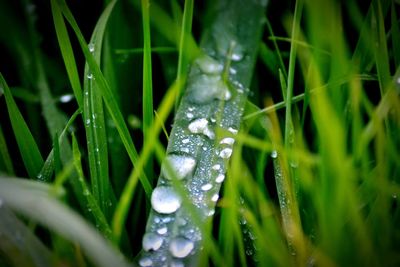 Close-up of water drops on grass