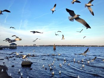 Seagulls flying over sea