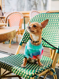 Dog looking away while sitting on table