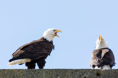 Low angle view of eagle against clear sky