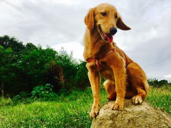 Close-up of dog on grass against sky