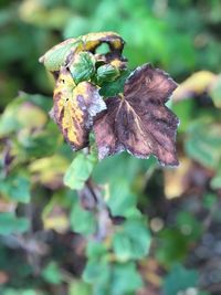 Close-up of plant