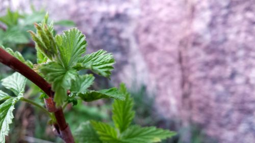 Close-up of plant growing outdoors