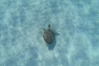 High angle view of turtle in sea