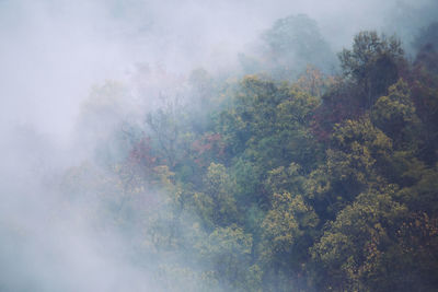 High angle view of trees in forest