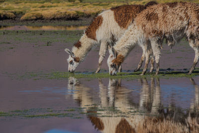 Llamas grazing by lake