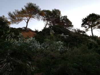 Low angle view of trees on field against sky