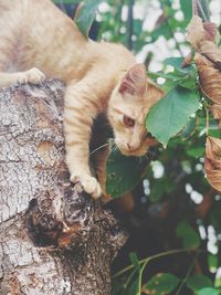 View of a cat on tree trunk