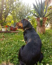 Black dog sitting on grass against trees