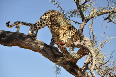 Low angle view of a cat on tree