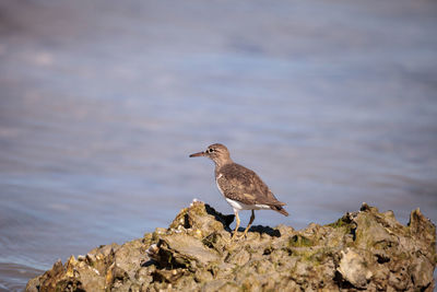 Lesser yellowlegs shorebird tringa flavipes looks for food along the shore among rocks on marco 