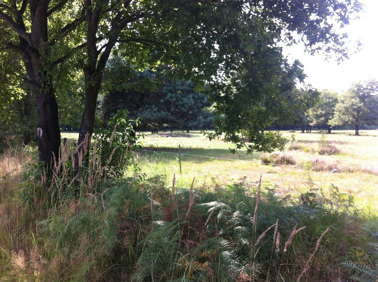 tree, growth, tranquility, grass, tranquil scene, plant, nature, field, beauty in nature, scenics, landscape, green color, day, branch, outdoors, tree trunk, growing, no people, park - man made space, sunlight