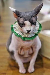 Close-up portrait of a cat