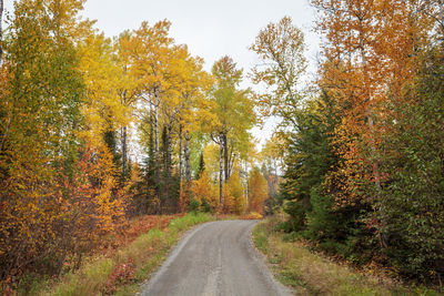 Road amidst trees