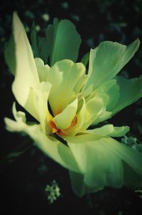 Close-up of white flowering plant