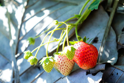 Close-up of strawberry on plant