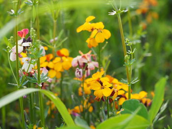 Close-up of yellow flowers