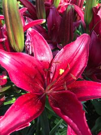 Close-up of day lily blooming outdoors