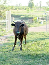 Horse standing on field