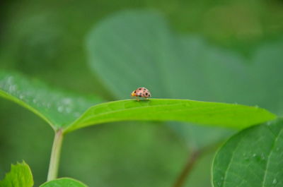 Close-up of ladybug on leaf