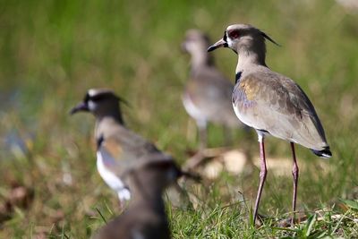 Close-up of birds on grassy field