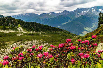 Scenic view of pink and mountains against sky