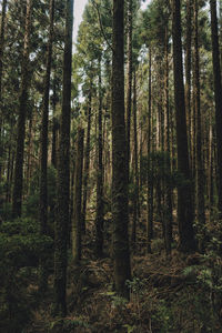 Trees in forest