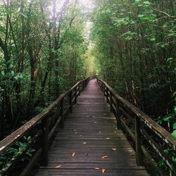 Footbridge amidst trees in forest