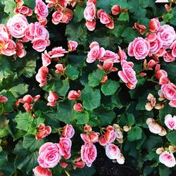 Close-up of pink flowers