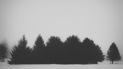 Trees in forest against clear sky during winter