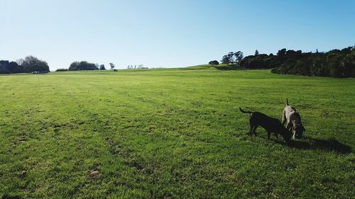 Dog on field against clear sky