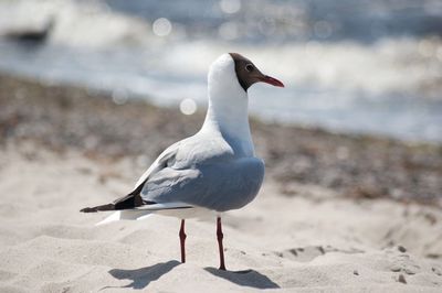 Seagull perching on a beach