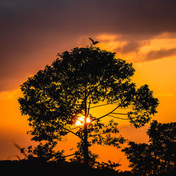 Low angle view of silhouette tree against sky during sunset