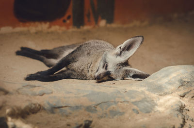 Close-up of a lying on the land