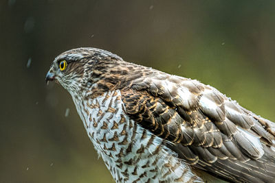 Close-up of a bird