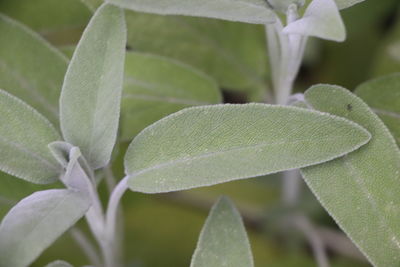 Close-up of fresh green leaves