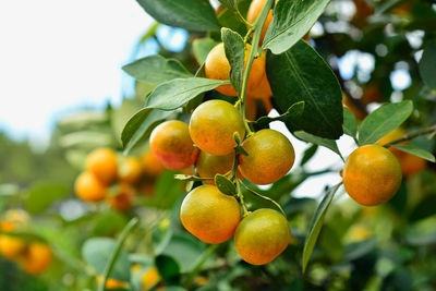 Close-up of fruits on tree