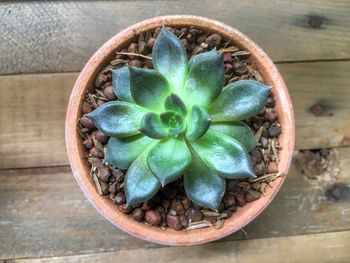 Directly above shot of succulent plant on table