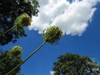 Low angle view of plant against sky