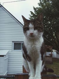 Cat standing on roof