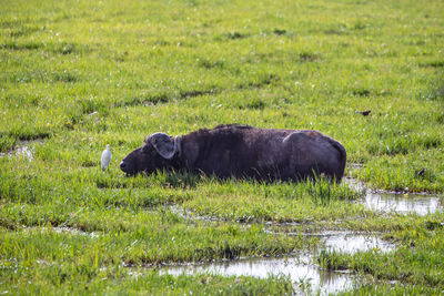 View of a buffalo in the swamp 