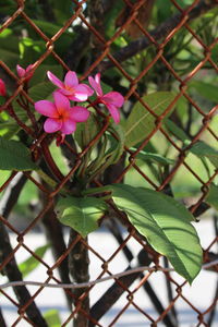 Close-up of flowers