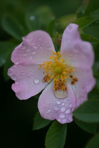 Close-up of pink rose flower