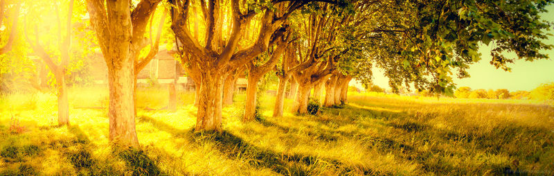 Trees growing in field