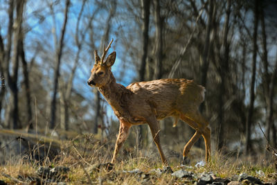 animal